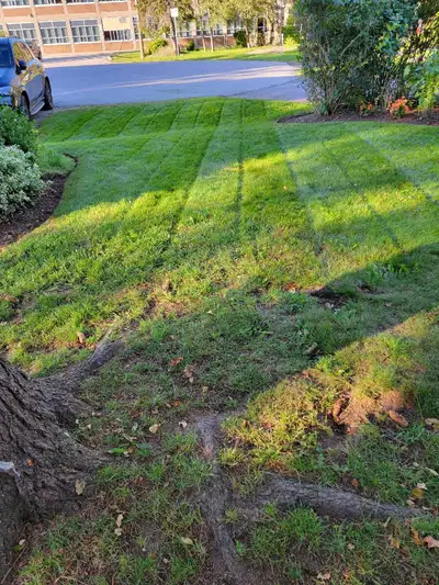 Spring Yard clean up – FREE lawn fertilizer included, View more