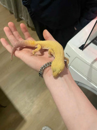 Vivarium et gecko 