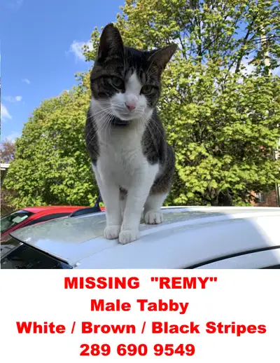 Name: Remy Description: Male Tabby, 2.5 Years, White underneath, Brown on top with Black Stripes Las...