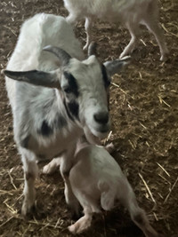 Female goats and babies