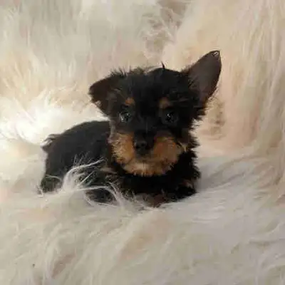 Yorkie puppies, View more