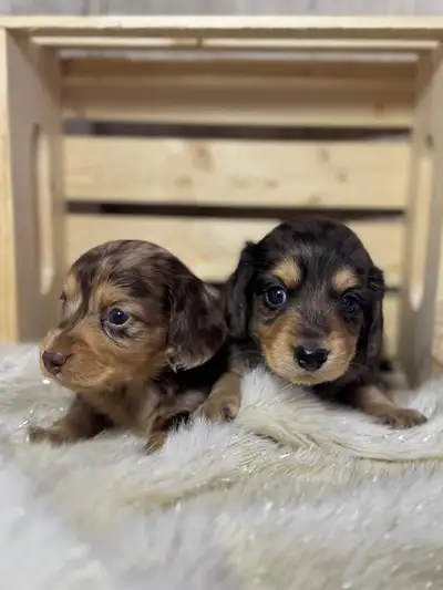 Long haired Dachshund puppies, View more