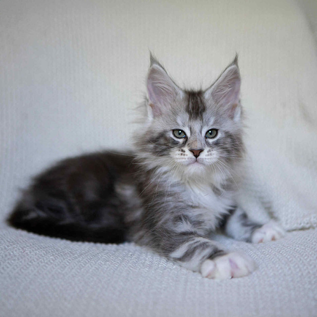 Silver main coon kitten, boy in Cats & Kittens for Rehoming in Moncton