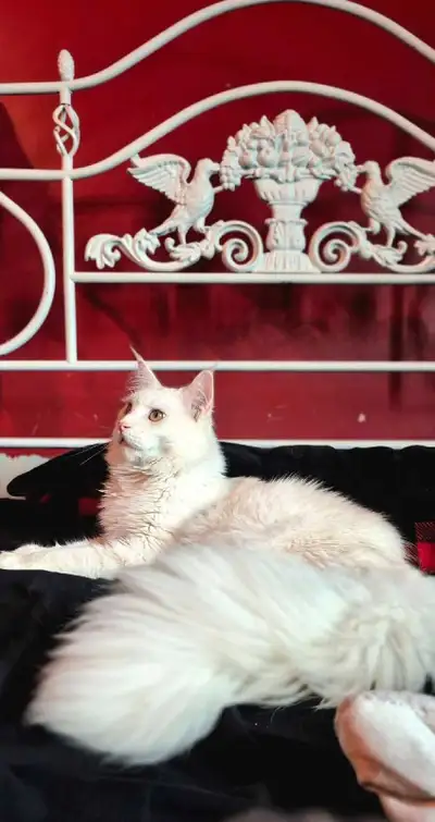 Chat maine coon enregistré red sheded. Pas castrer mais devras l'être. 500+ prix de la castration. I...