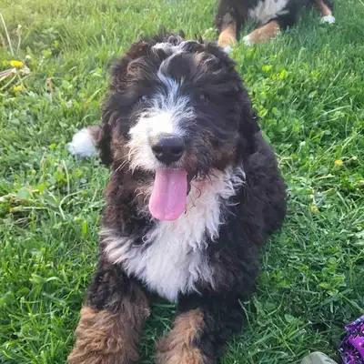 Bernedoodle puppies, View more