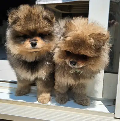 Pure  Pomeranian Puppy, View more
