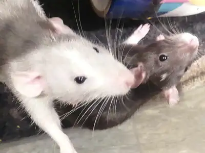 Rat dumbo 40$  2 pour 70$, View more