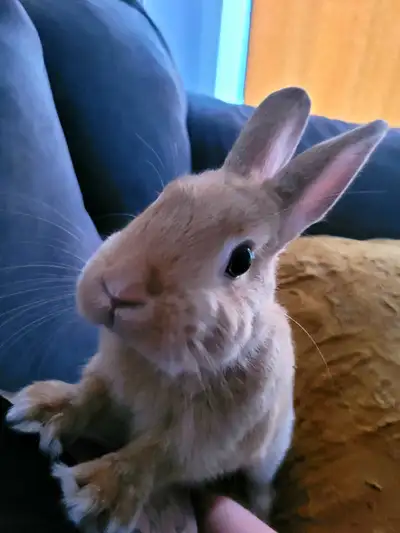 Lapine nain bientot 10 mois Petite femelle deja a sa taille adulte . Gentille, propre et caline habi...