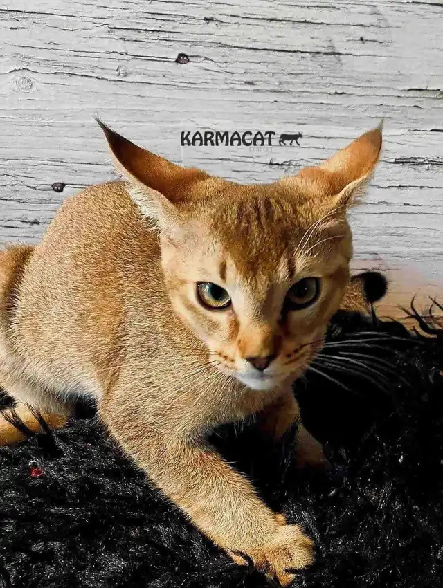Caracat in Cats & Kittens for Rehoming in Laval / North Shore - Image 3