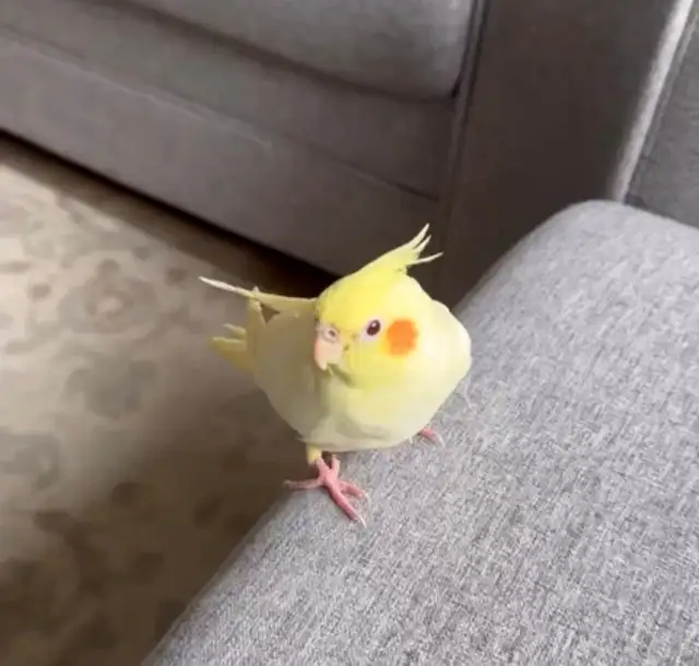 Cockateil -Hamd Tamed in Birds for Rehoming in Kitchener / Waterloo - Image 5