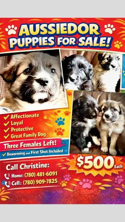 Aussiedor puppies Puppy Love, View more