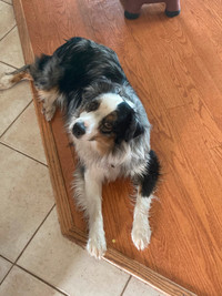 Texas Heeler Puppies