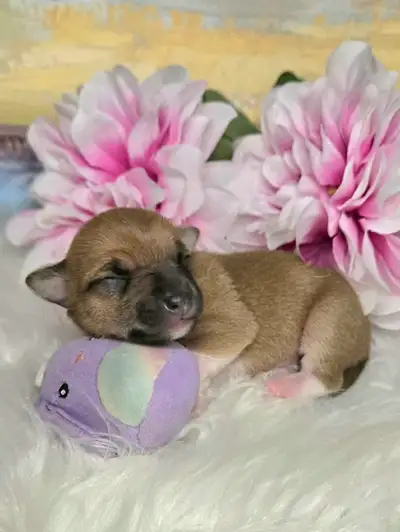 Chihuahua Puppy, View more