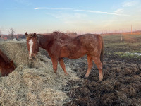 15yr old quarter horse gelding for sale
