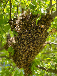 Free Bee Swarm Removal Hamilton [Free Honey]
