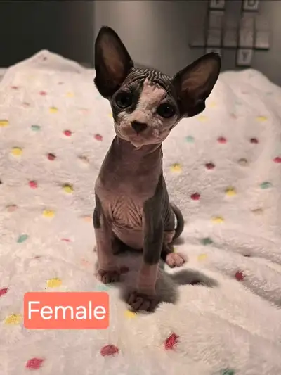 Sphynx Kittens for Adoption - one female left, View more