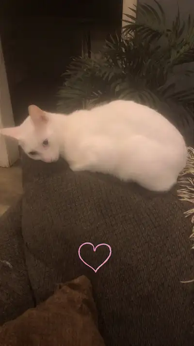 beautiful white polydactyl needs rehome, View more