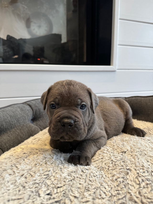 Cane corso  in Dogs & Puppies for Rehoming in Oshawa / Durham Region - Image 4