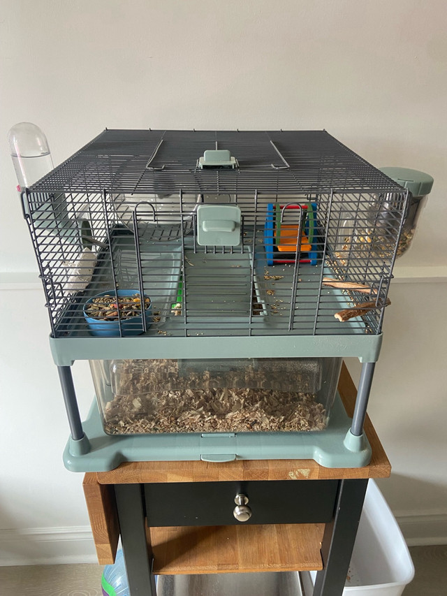 Hamster and hamster accessories  in Small Animals for Rehoming in La Ronge - Image 2