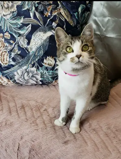 Very Affectionate female kitten , View more