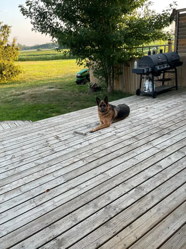German Shepherd Dog in Dogs & Puppies for Rehoming in Kitchener / Waterloo - Image 11