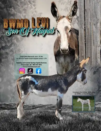 donkey breeding for sale OBO, View more