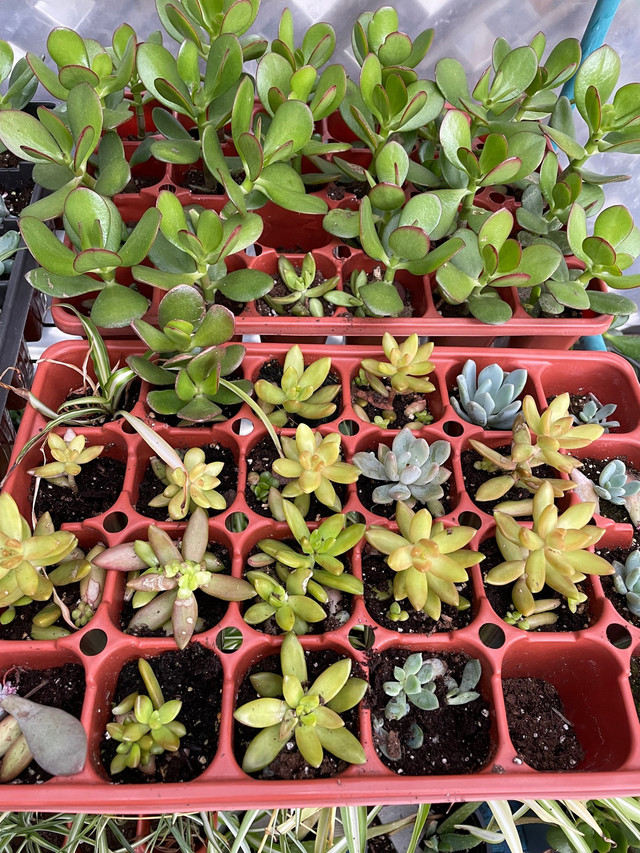 Plant sale in Garage Sales in Mississauga / Peel Region