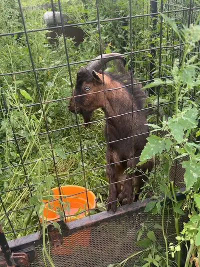 year old Nigerian dwarf/fainting goat , View more