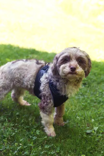 We have a wondeful Havanese girl named Lola that is looking for her forever home. She is being adopt...