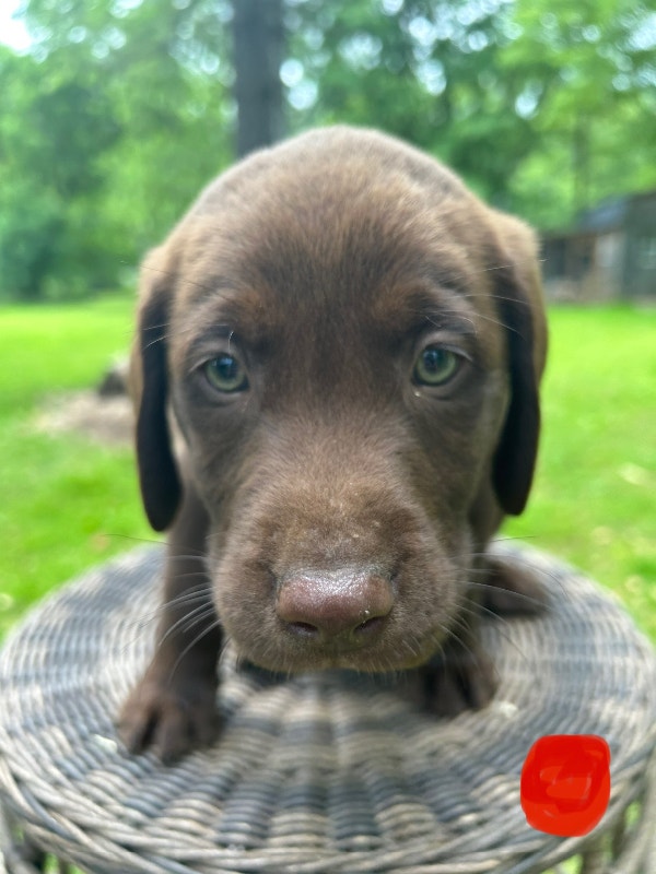 Purebred lab puppies for sale Dogs & Puppies for Rehoming St