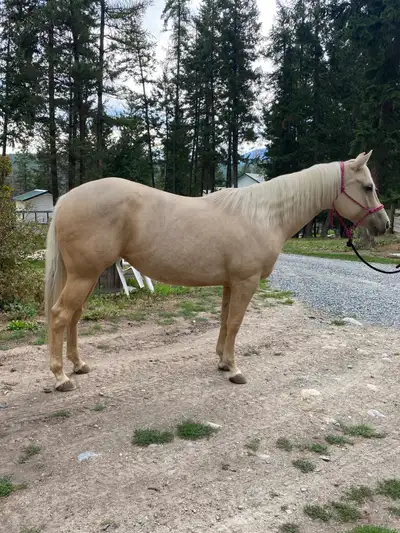 PALOMINO MARE QH, View more