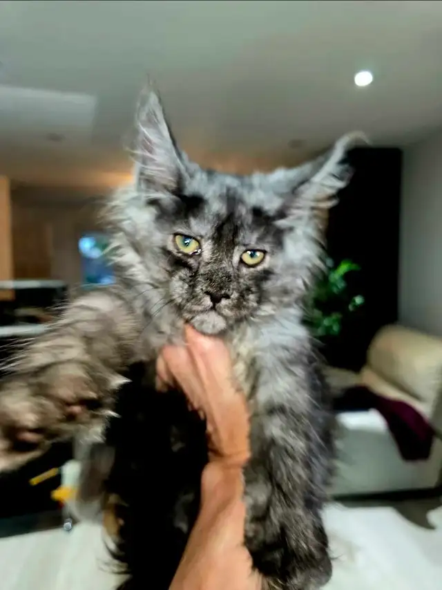 Blue & Black Smoke MAINE COON in Cats & Kittens for Rehoming in Oakville / Halton Region - Image 8