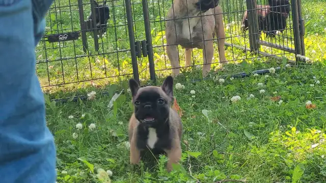Fluffy French bulldog puppies in Dogs & Puppies for Rehoming in City of Toronto - Image 3