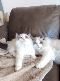 Adorable Purebred Ragdolls for rehoming