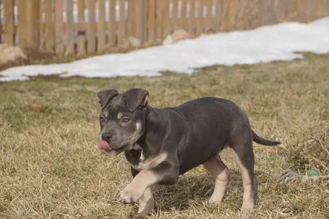 American bulldog in Dogs & Puppies for Rehoming in City of Toronto - Image 3