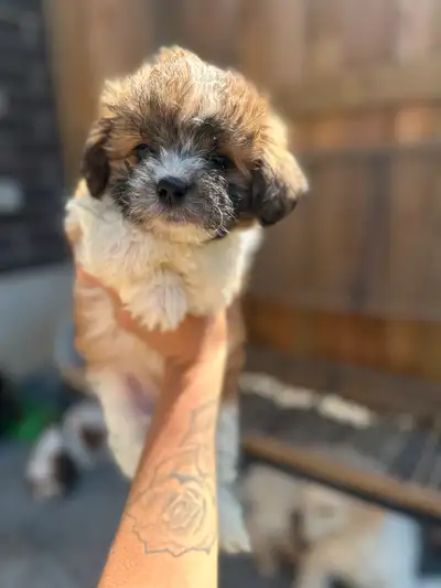 SPECIAL PRICE Shih-Tzu X Bichon Frisé PUPPIES hypoallergenic, View more