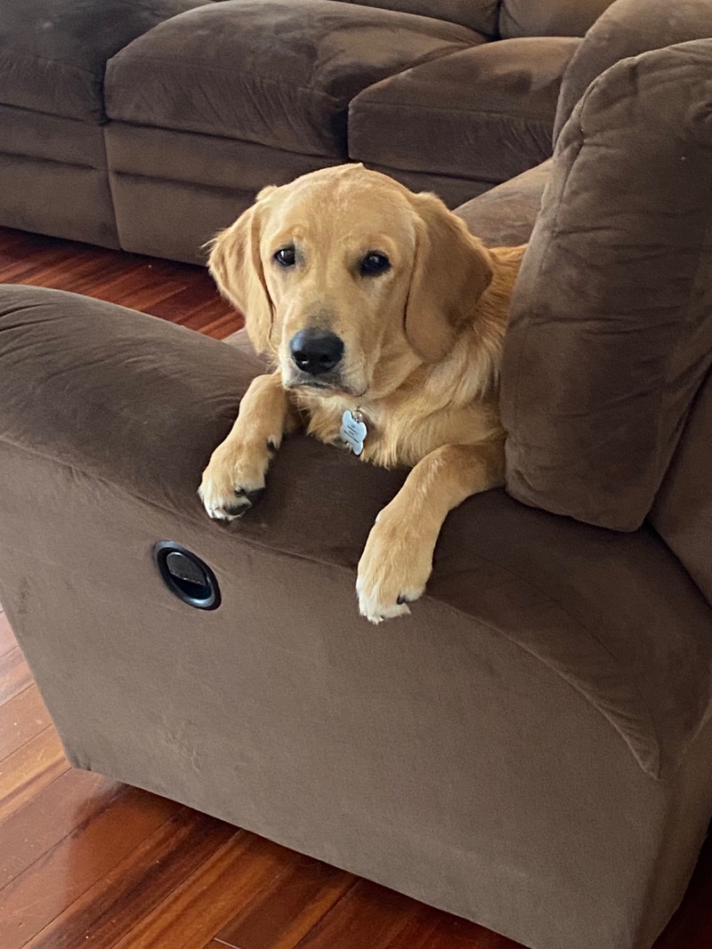 Golden Retriever puppy Dogs & Puppies for Rehoming Oakville