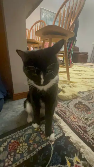 tuxedo cat, View more