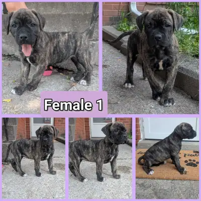 Mastiff Mix Pups $800 English Mastiff, American Bulldog, Boxer, Cane Corso Mix 7 males, 2 females Bo...