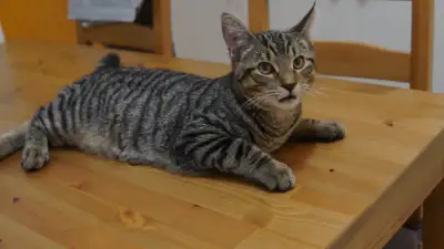 Jaco, chaton à la recherche d’une nouvelle famille, View more