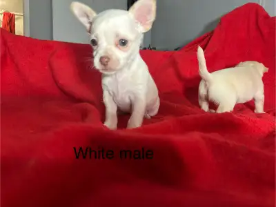 Purebred Chihuahua puppies There are eight puppies available between two different litters Please re...