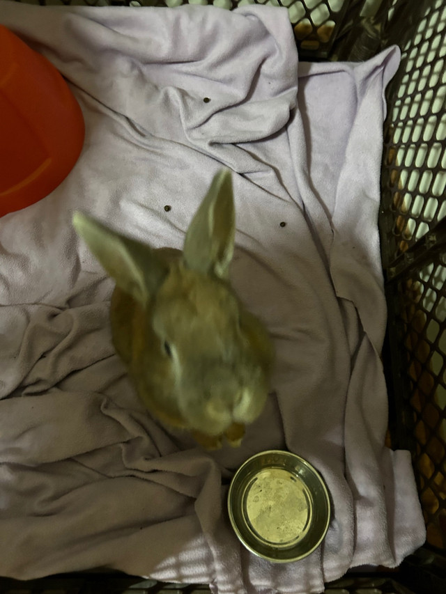 Male bunny  in Small Animals for Rehoming in Abbotsford - Image 2