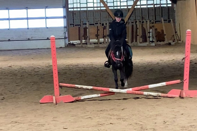 Poney de saut classique  dans Chevaux et poneys à adopter  à Laurentides - Image 3