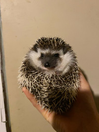 Friendly Hedgehog for sale!