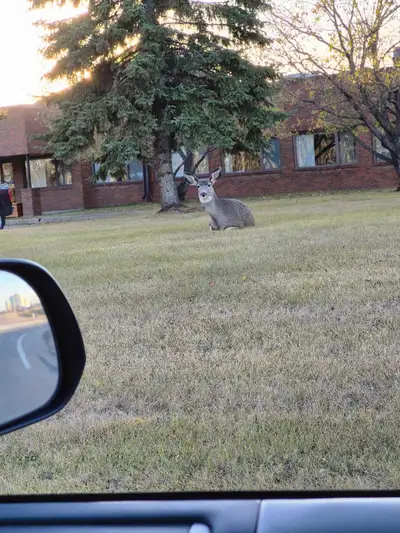 Looking to buy a price of land to run my dogs on near lake on lake 2 or 10 acre or walking distance...