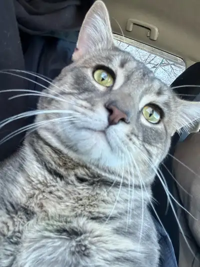 looking for a home he is a boy cat, View more