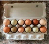 Fertilized rainbow chicken eggs