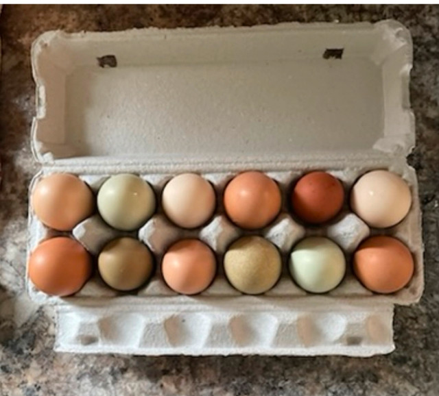 Fertilized rainbow chicken eggs in Livestock in Peterborough