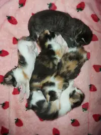 Kittens!!!