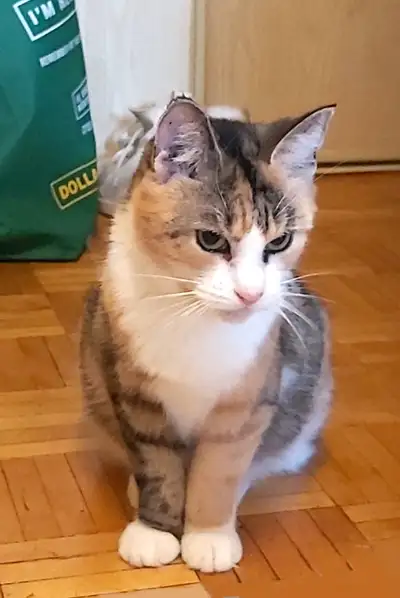 Small 5-year-old Female Cat Needs a Home, View more